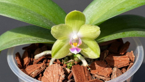 Is Pine Bark Actually Good for Orchids? A Deep Dive